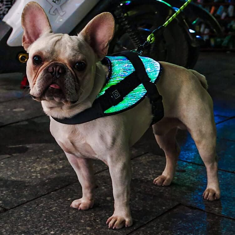 משטח מלא 360 מעלות רתמת כלבים LED מוארת ברצועה | פותח לכלבים קטנים וגורים | ניתן להשיג בשלושה גדלים - S / M / L